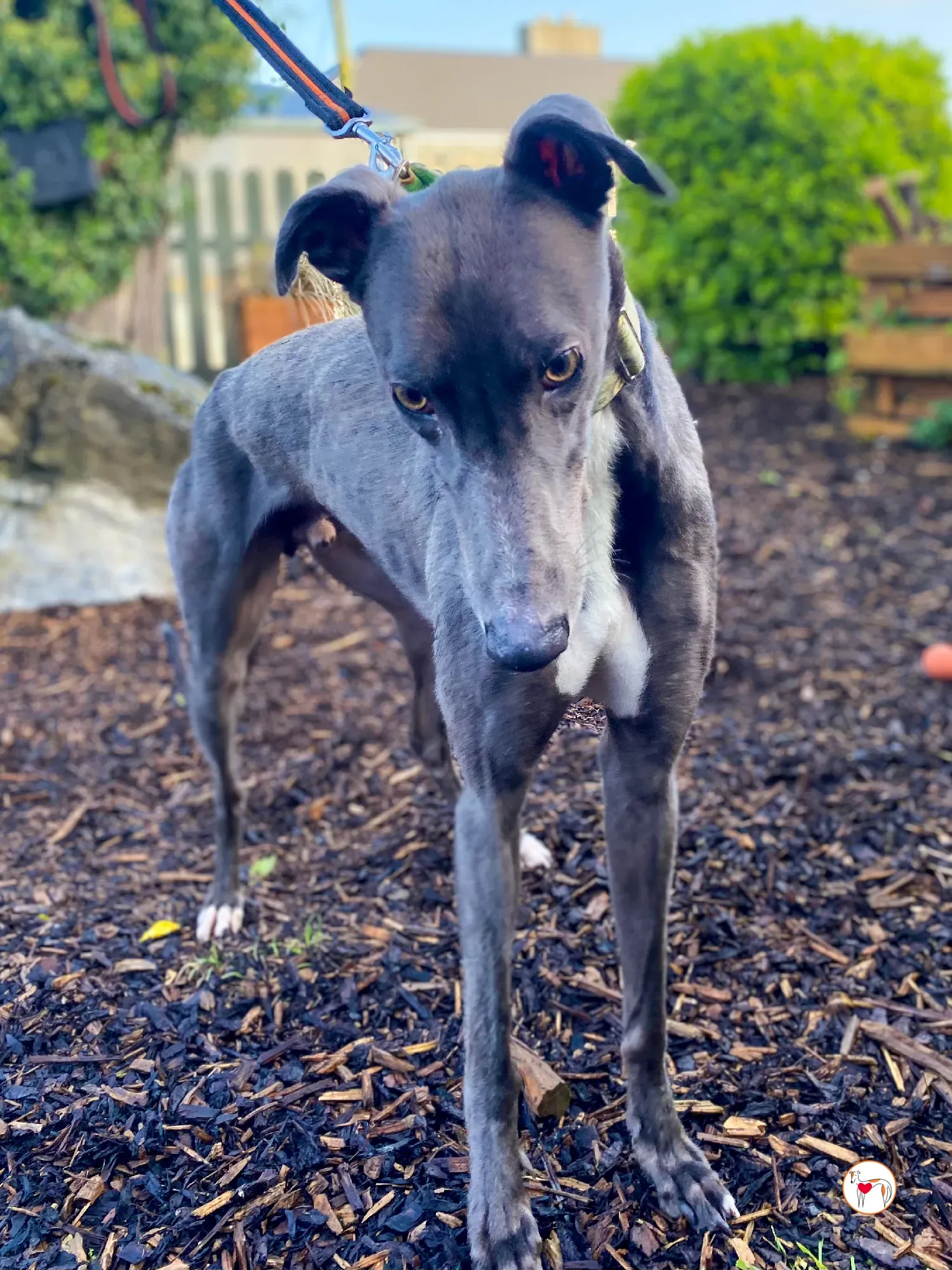 lyles grey adozione 04