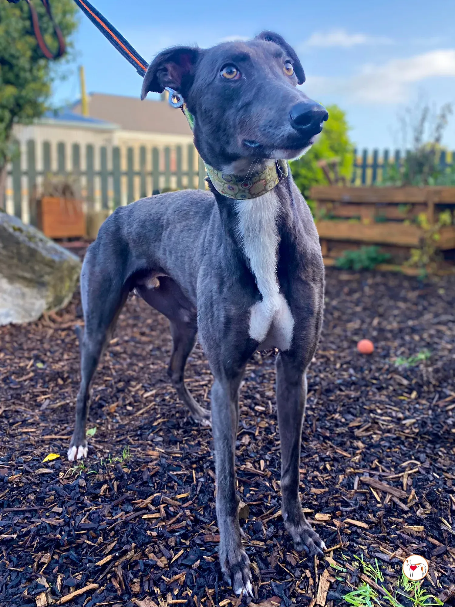 lyles grey adozione 05