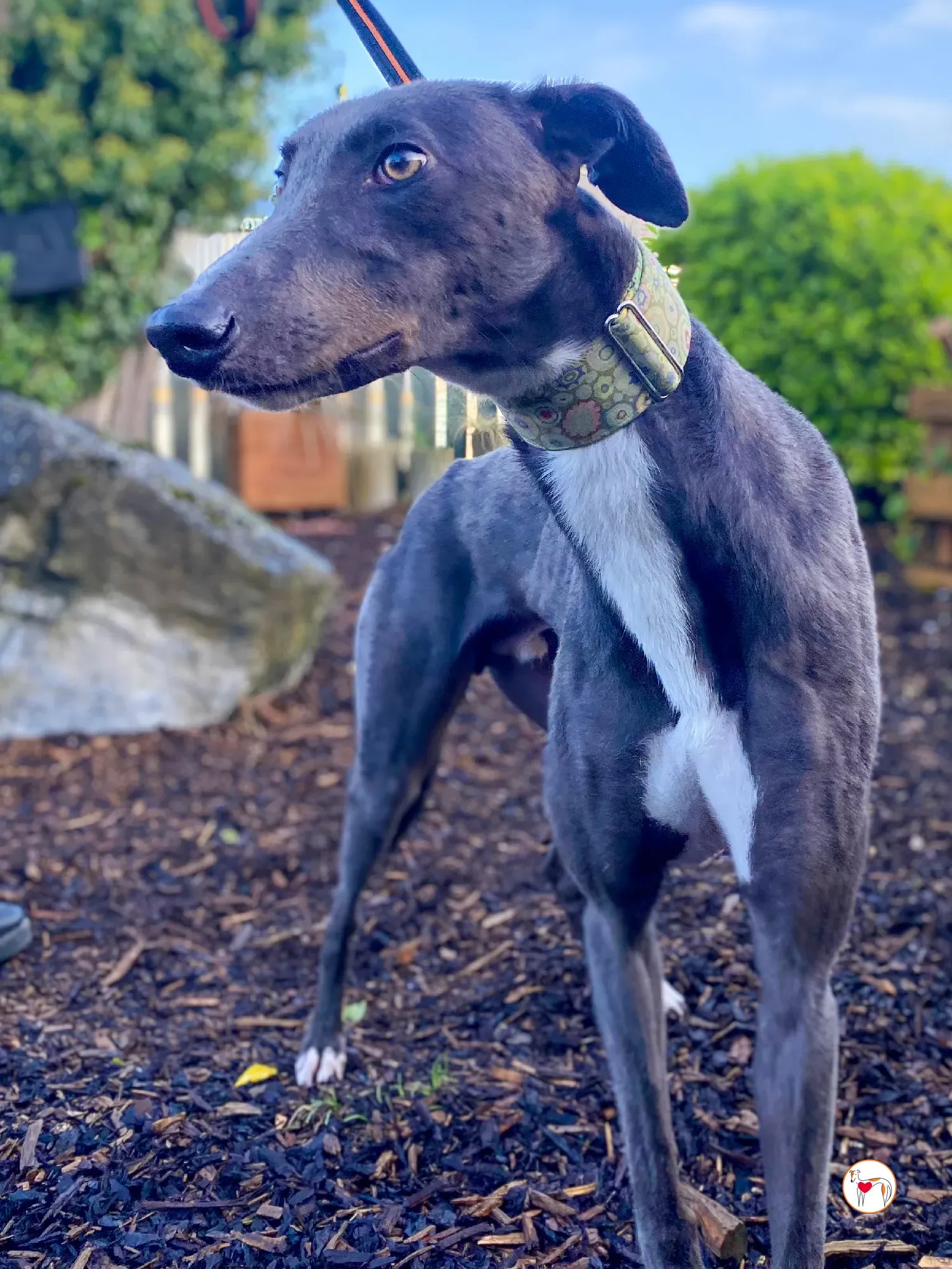 lyles grey adozione 06