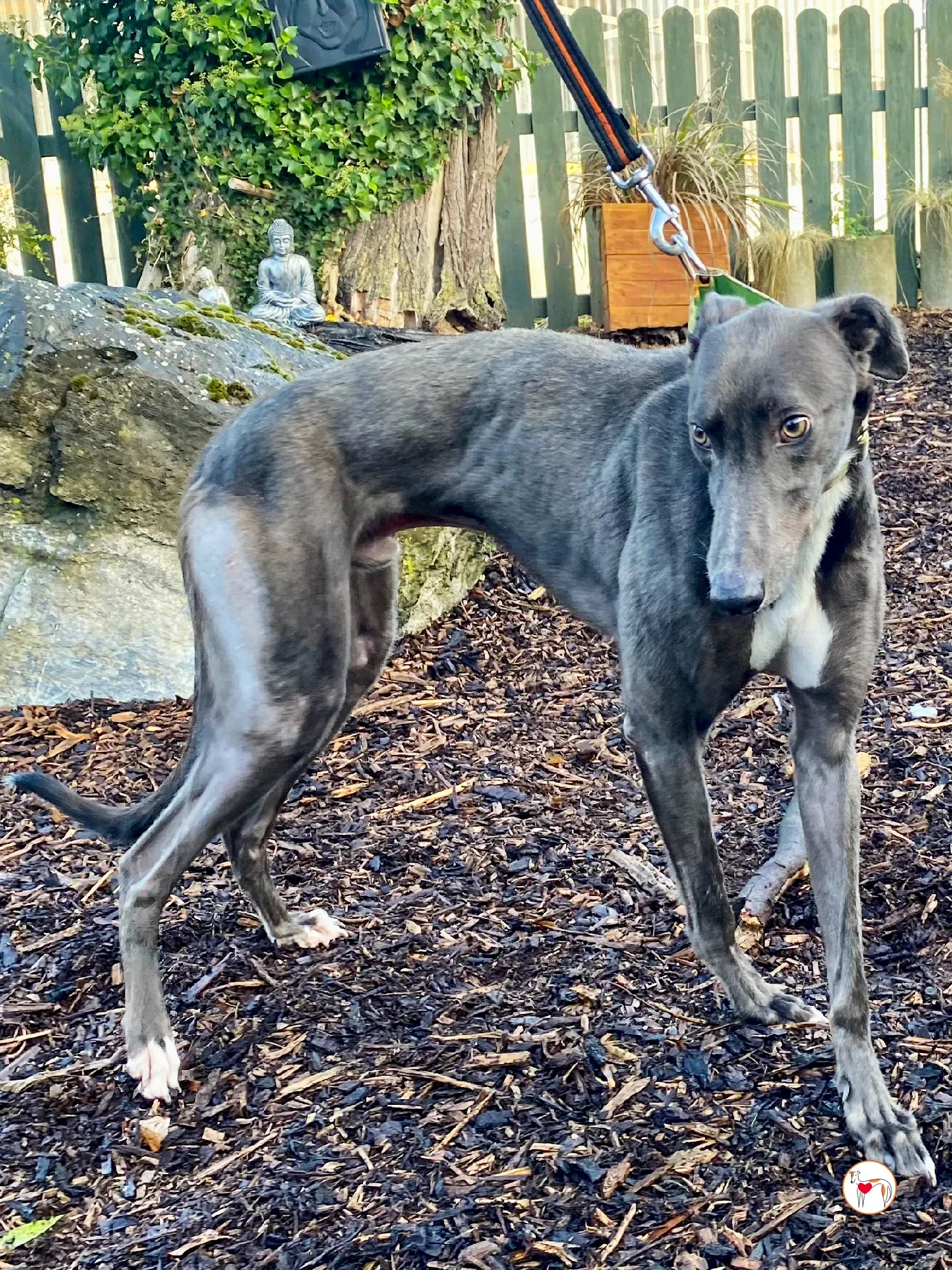 lyles grey adozione 07