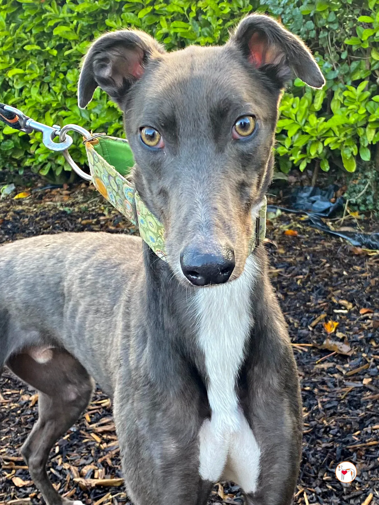 lyles grey adozione 08