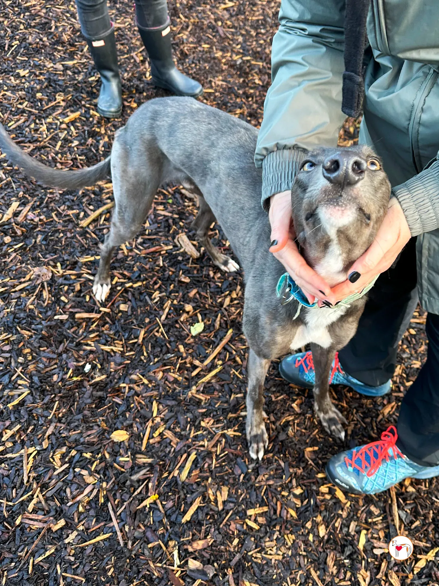 lyles grey adozione 09