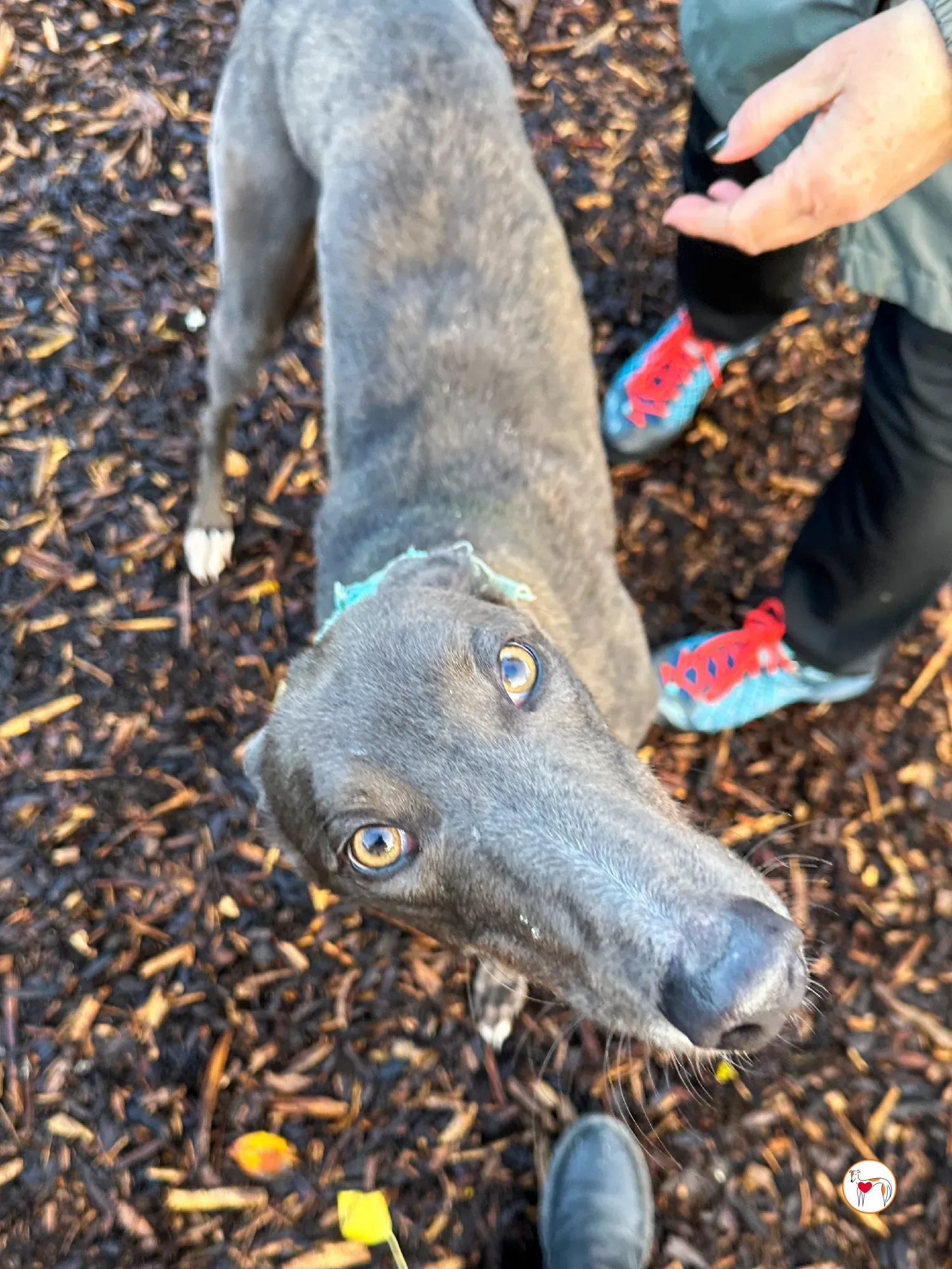 lyles grey adozione 10