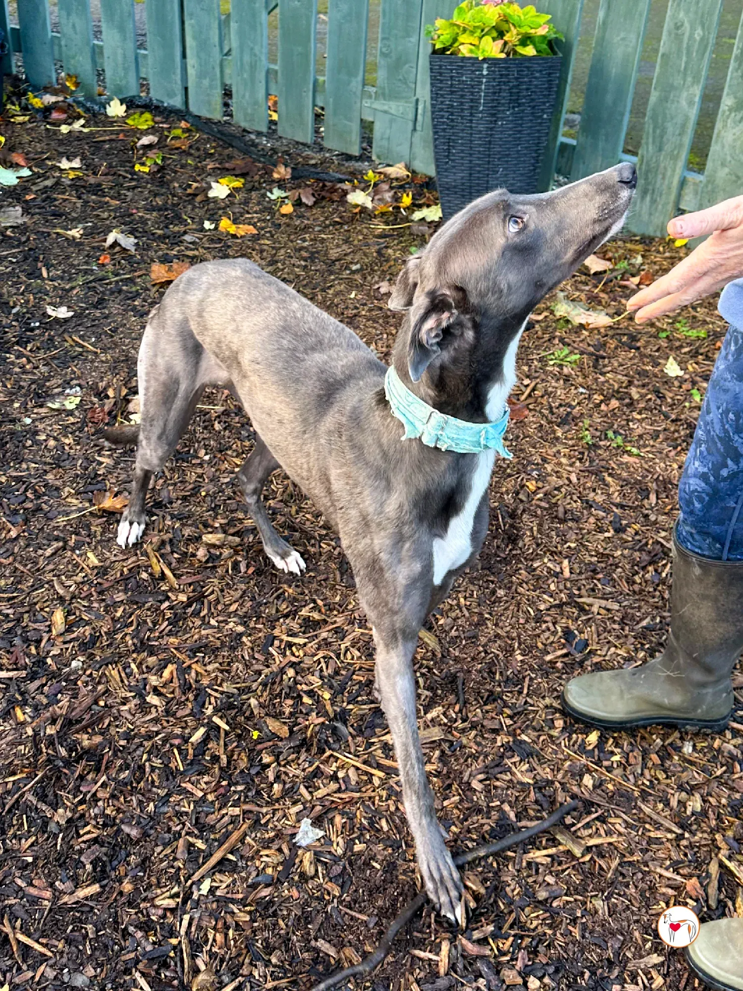 lyles grey adozione 11