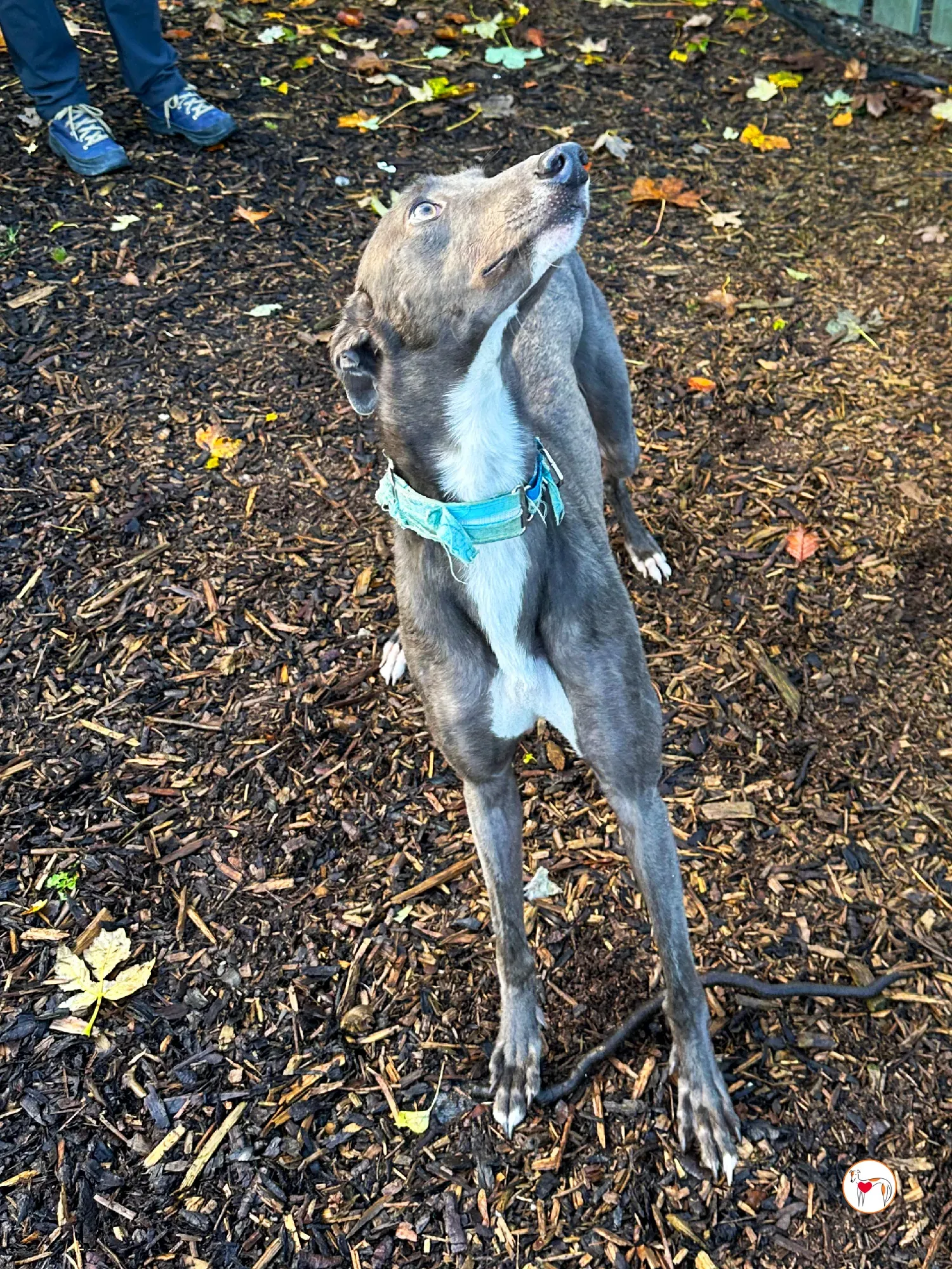 lyles grey adozione 12