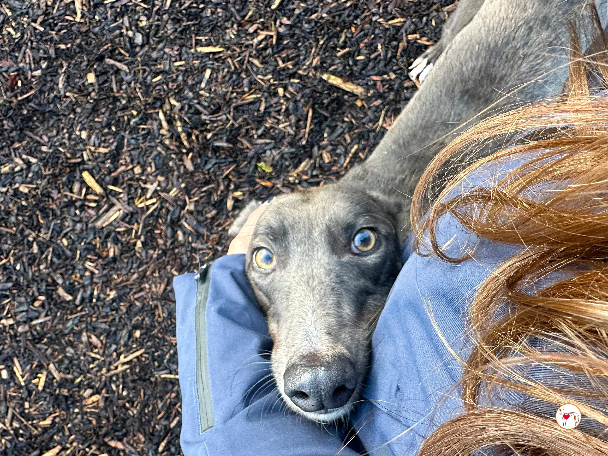 lyles grey adozione 13