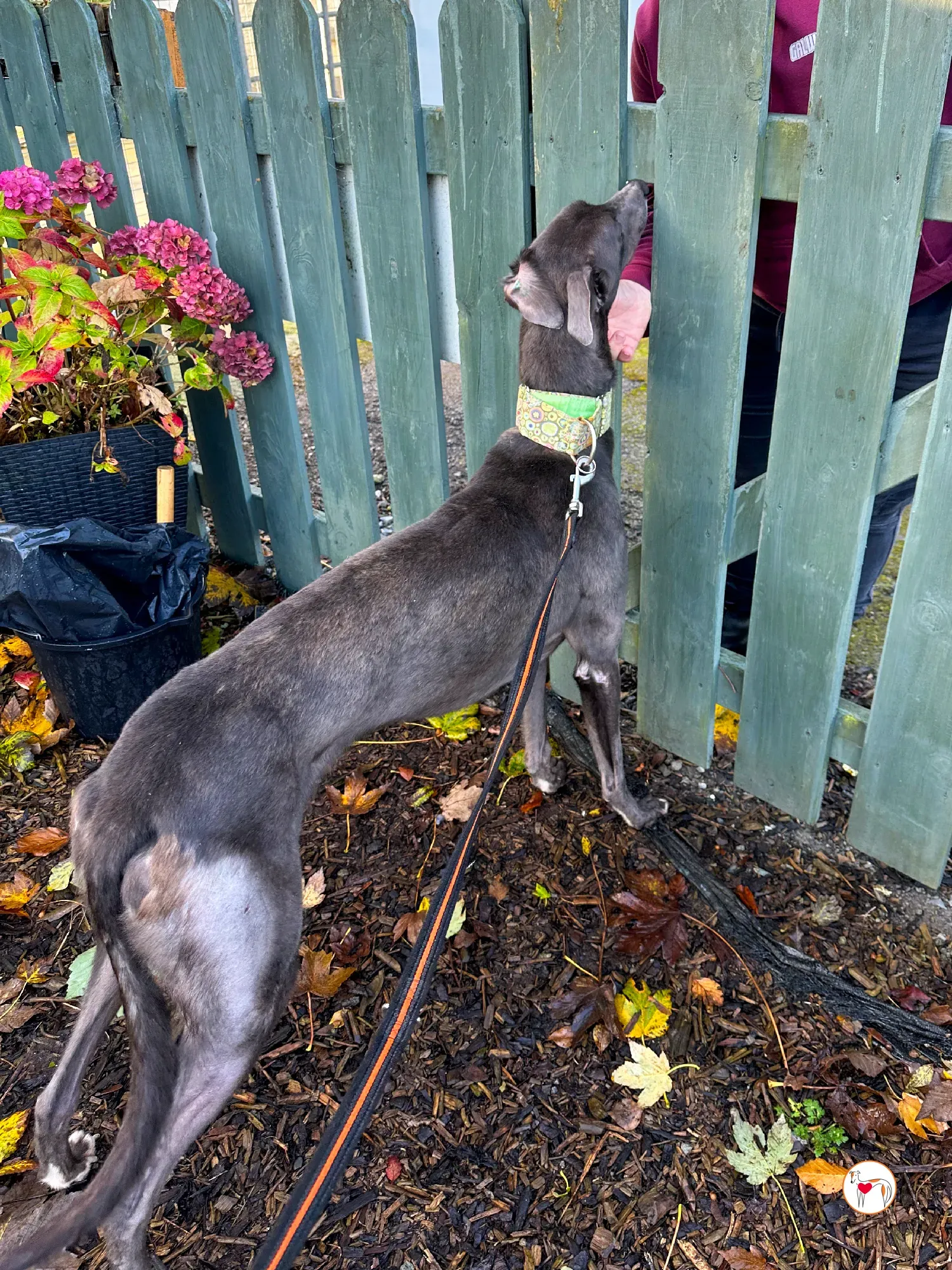 lyles grey adozione 15