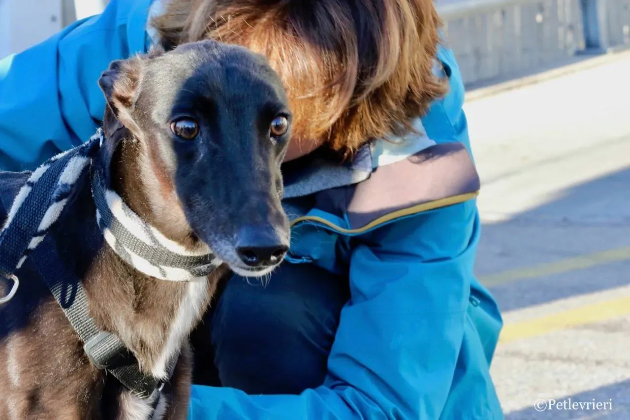 lyn adozione greyhound macao 1 1