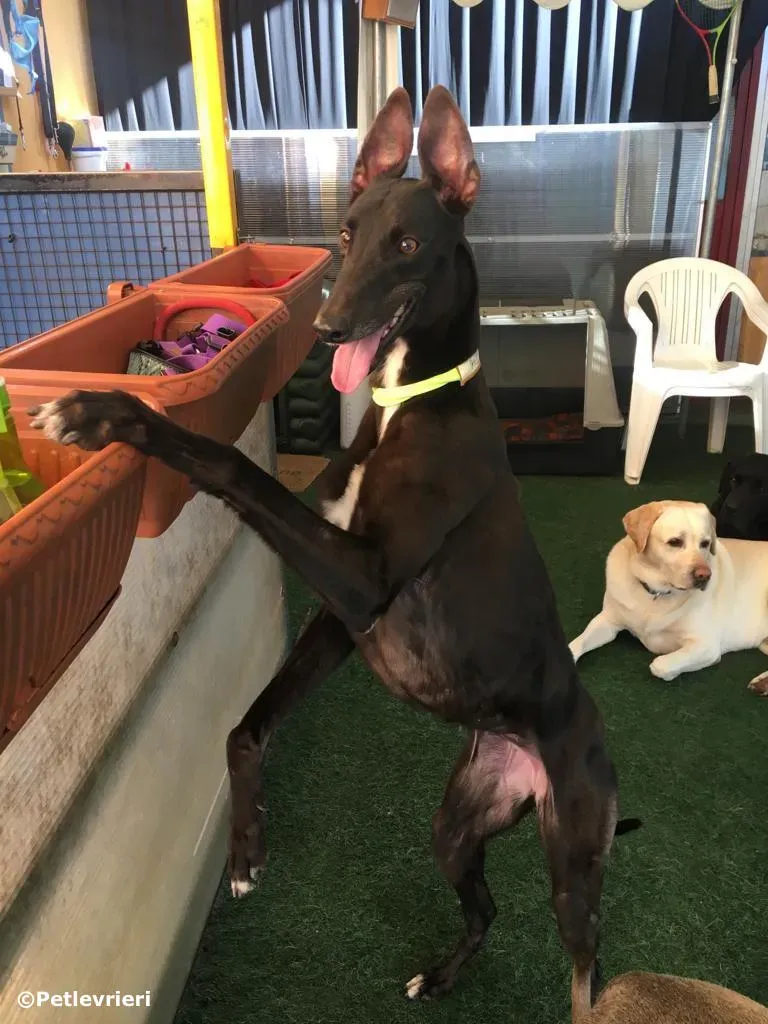 lyn adozione greyhound macao 1 2