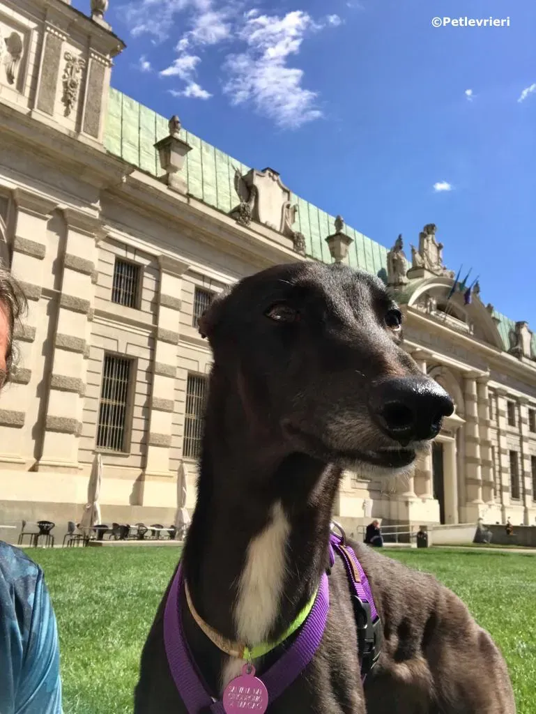 lyn adozione greyhound macao 1 5