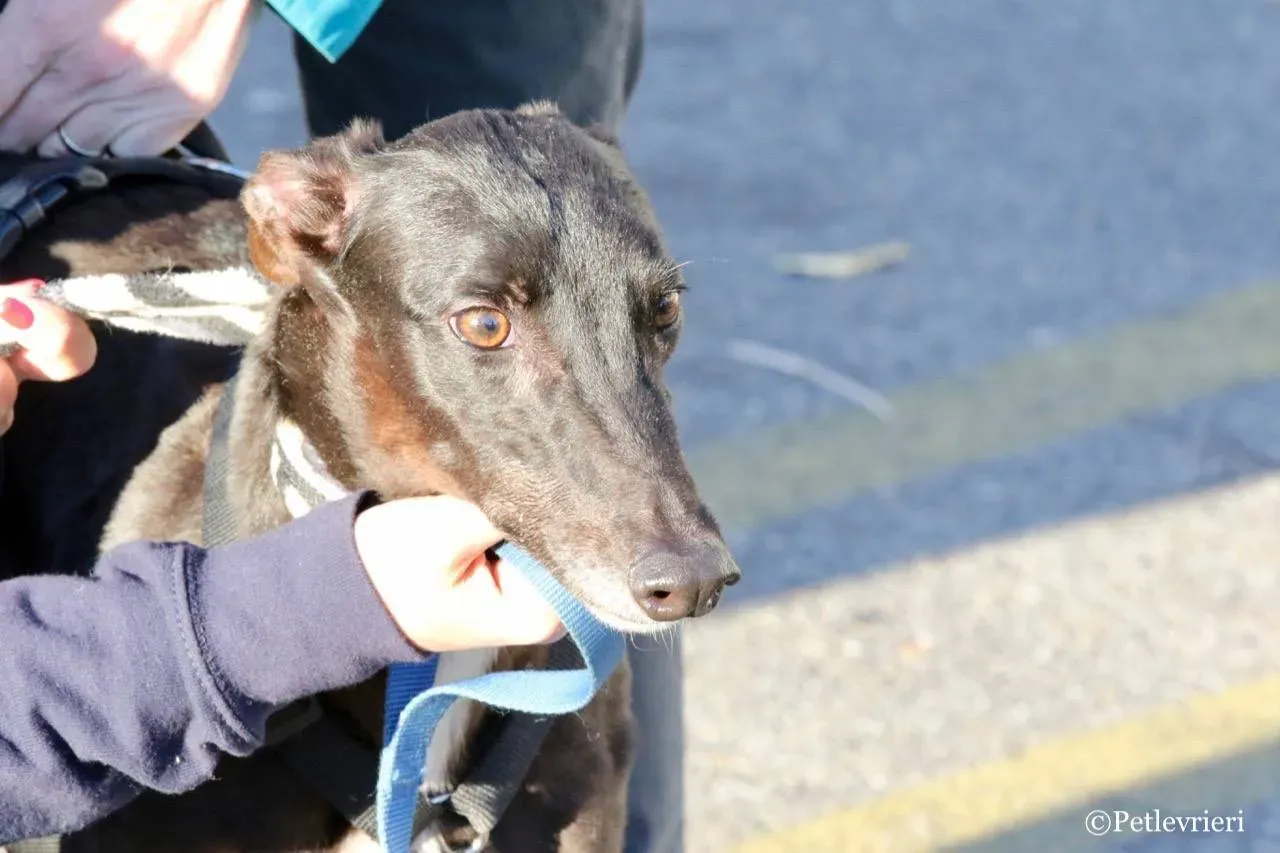 lyn adozione greyhound macao 10 1