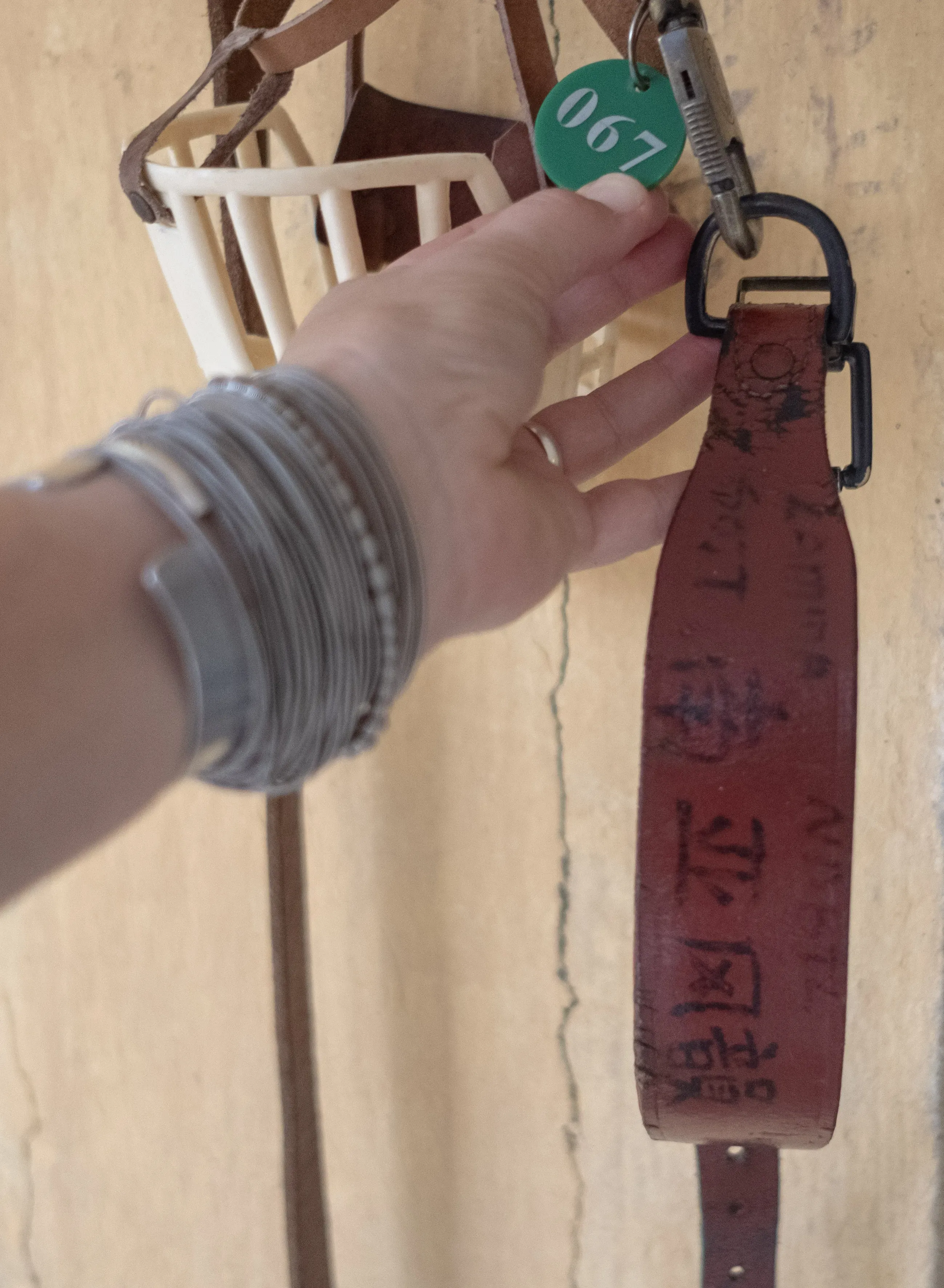 lyn adozione greyhound macao 10