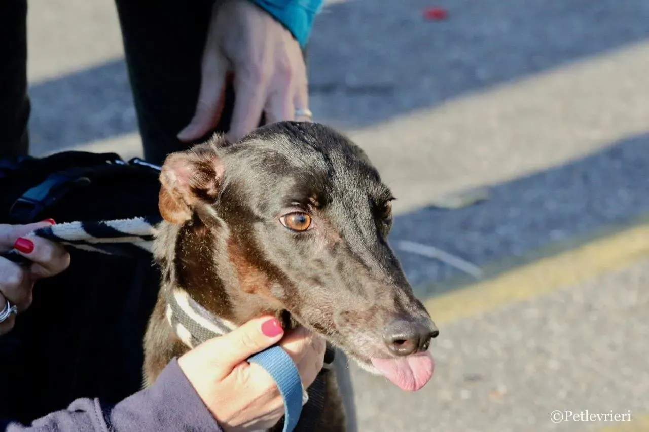 lyn adozione greyhound macao 11 1