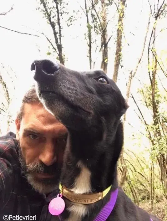 lyn adozione greyhound macao 13