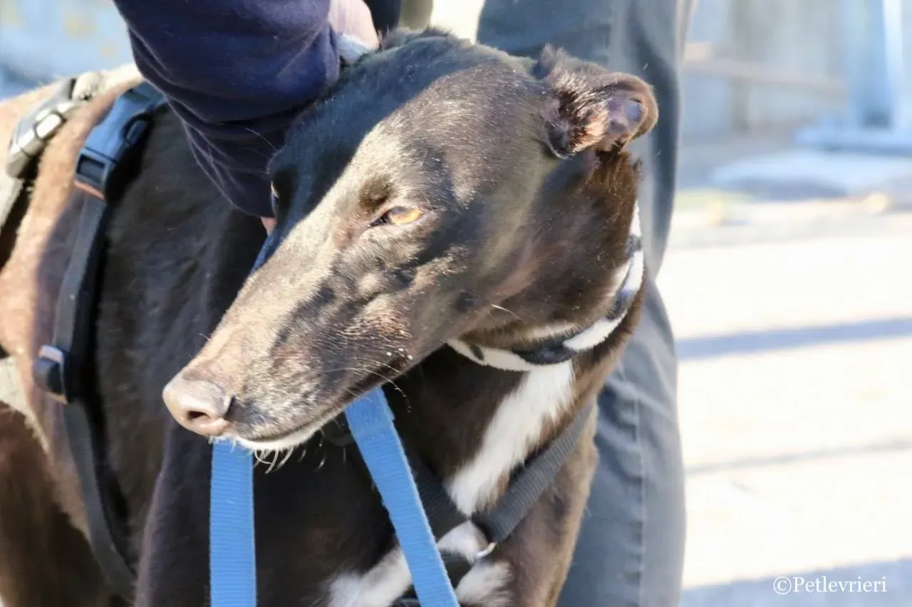 lyn adozione greyhound macao 16