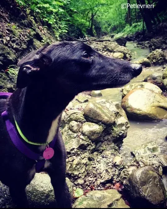 lyn adozione greyhound macao 17