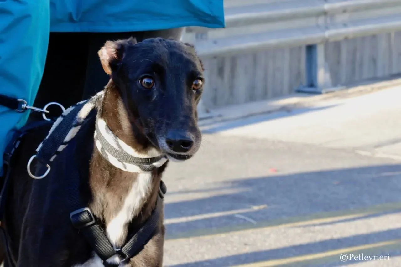 lyn adozione greyhound macao 18