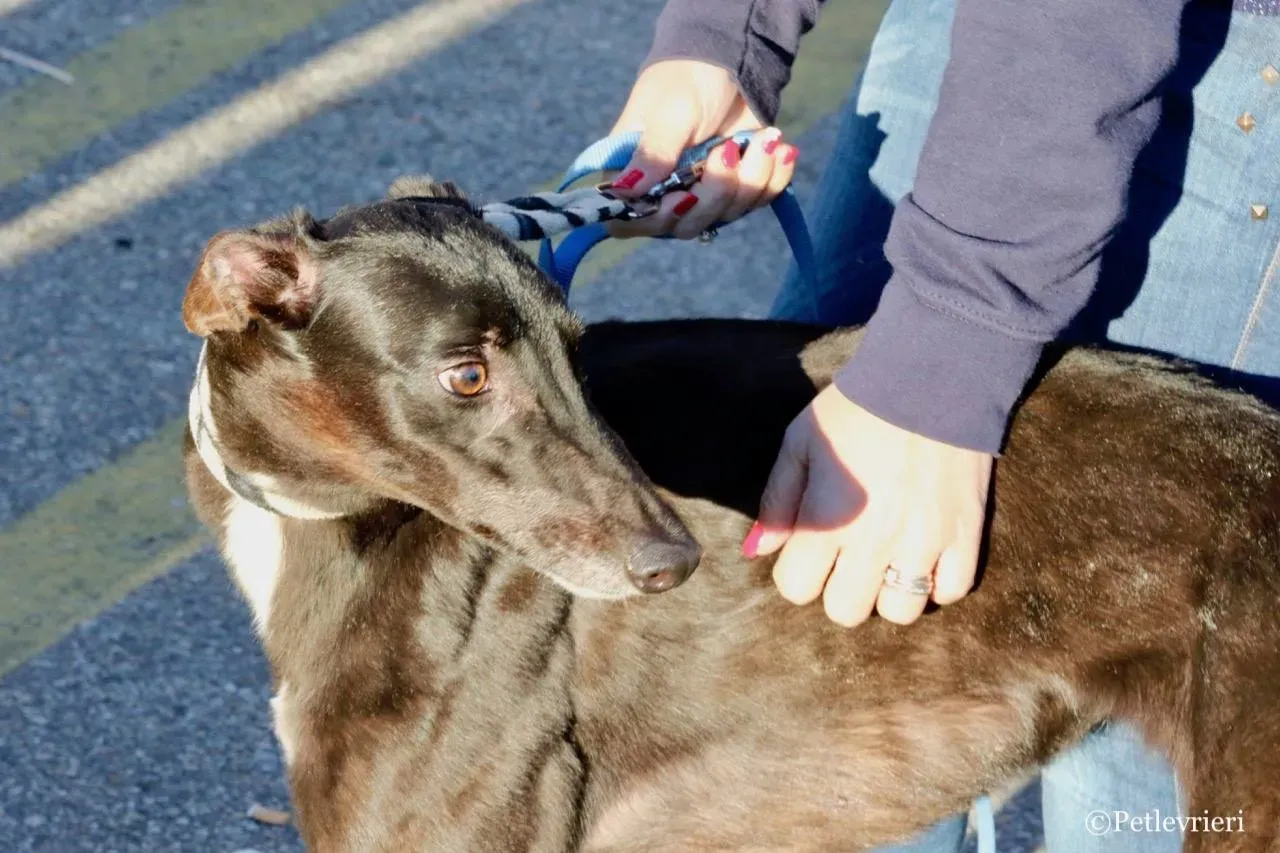 lyn adozione greyhound macao 2 1