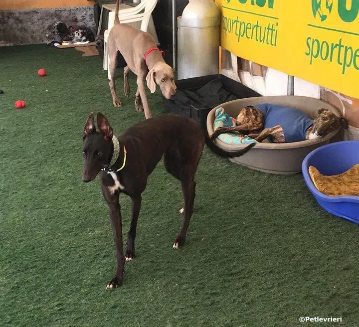 lyn adozione greyhound macao 2 2