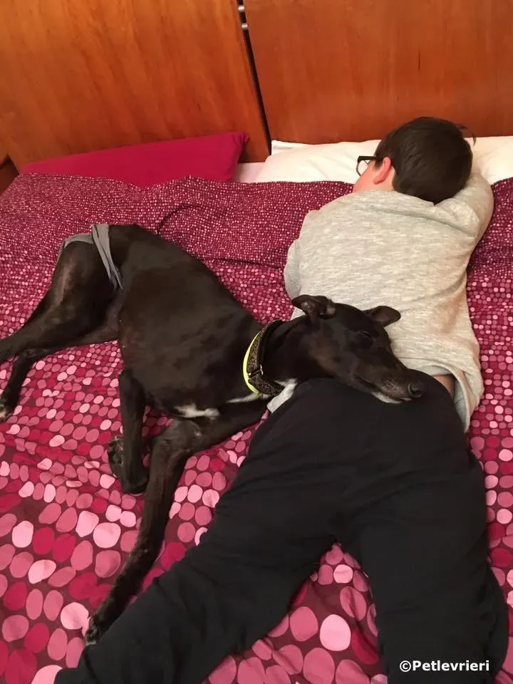 lyn adozione greyhound macao 2 3