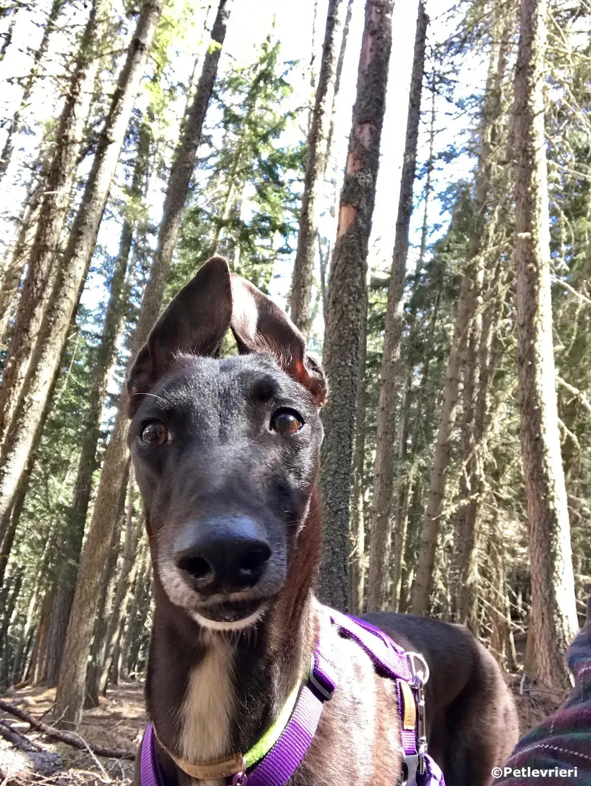 lyn adozione greyhound macao 2 5