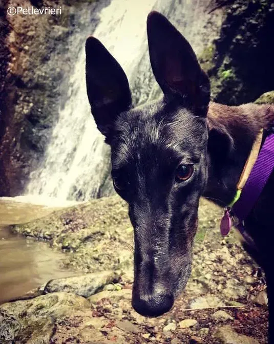 lyn adozione greyhound macao 2