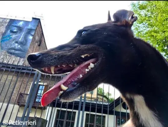 lyn adozione greyhound macao 4