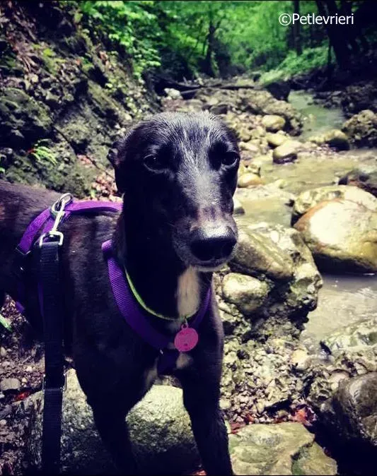 lyn adozione greyhound macao 1