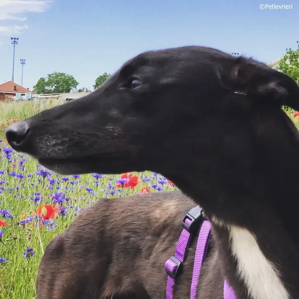 lyn adozione greyhound macao 14