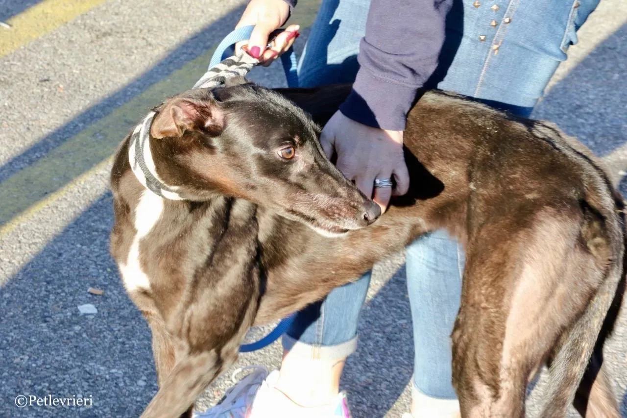 lyn adozione greyhound macao 3 1