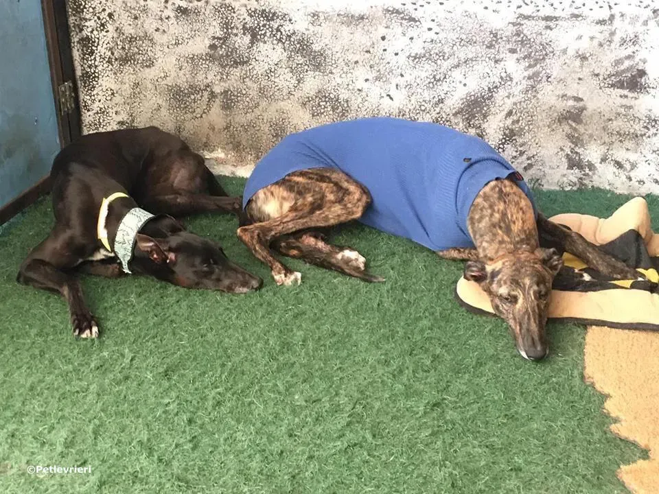 lyn adozione greyhound macao 3 2