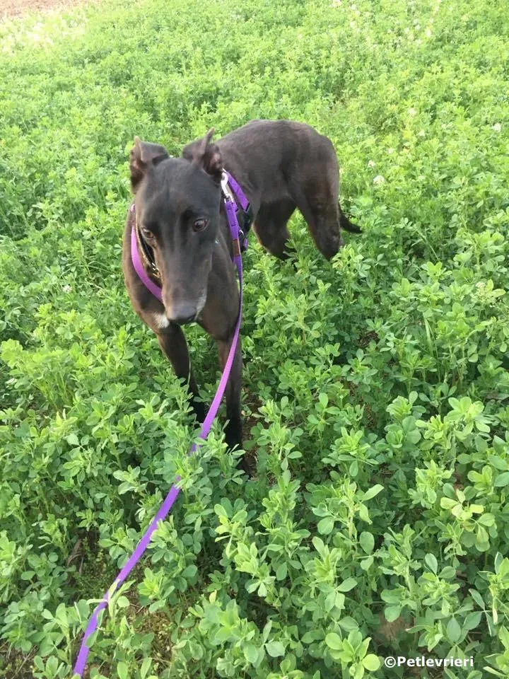 lyn adozione greyhound macao 3 3