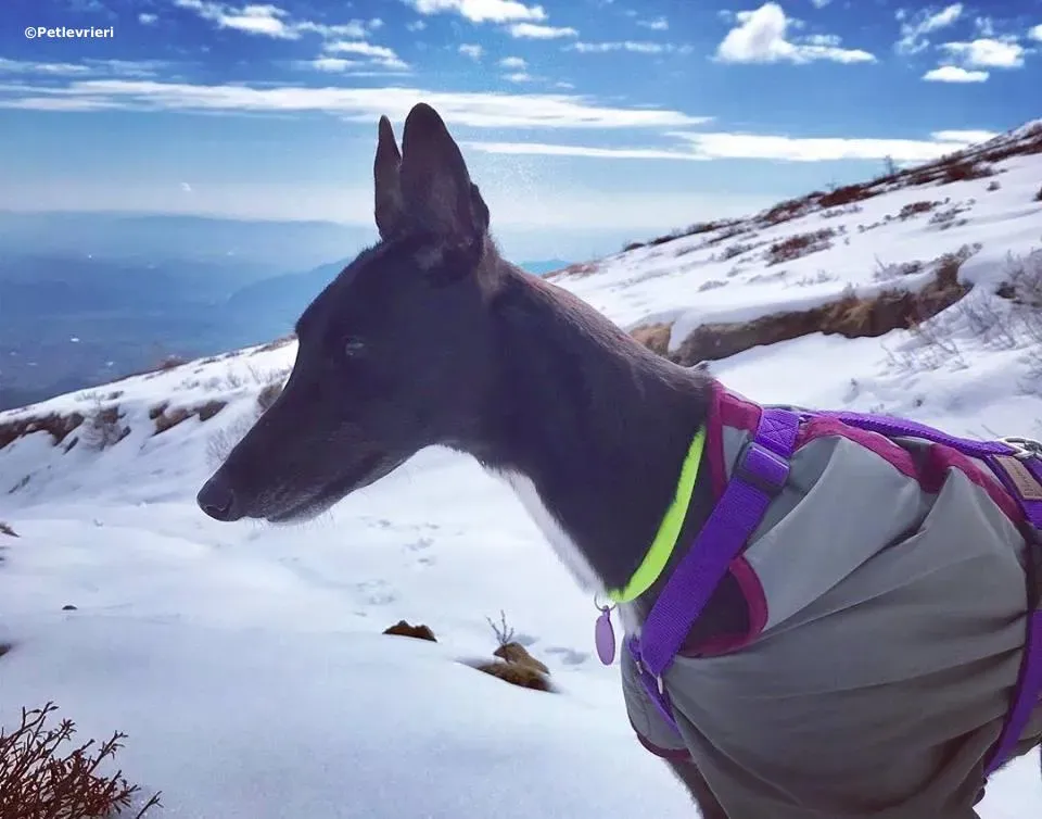 lyn adozione greyhound macao 3 4