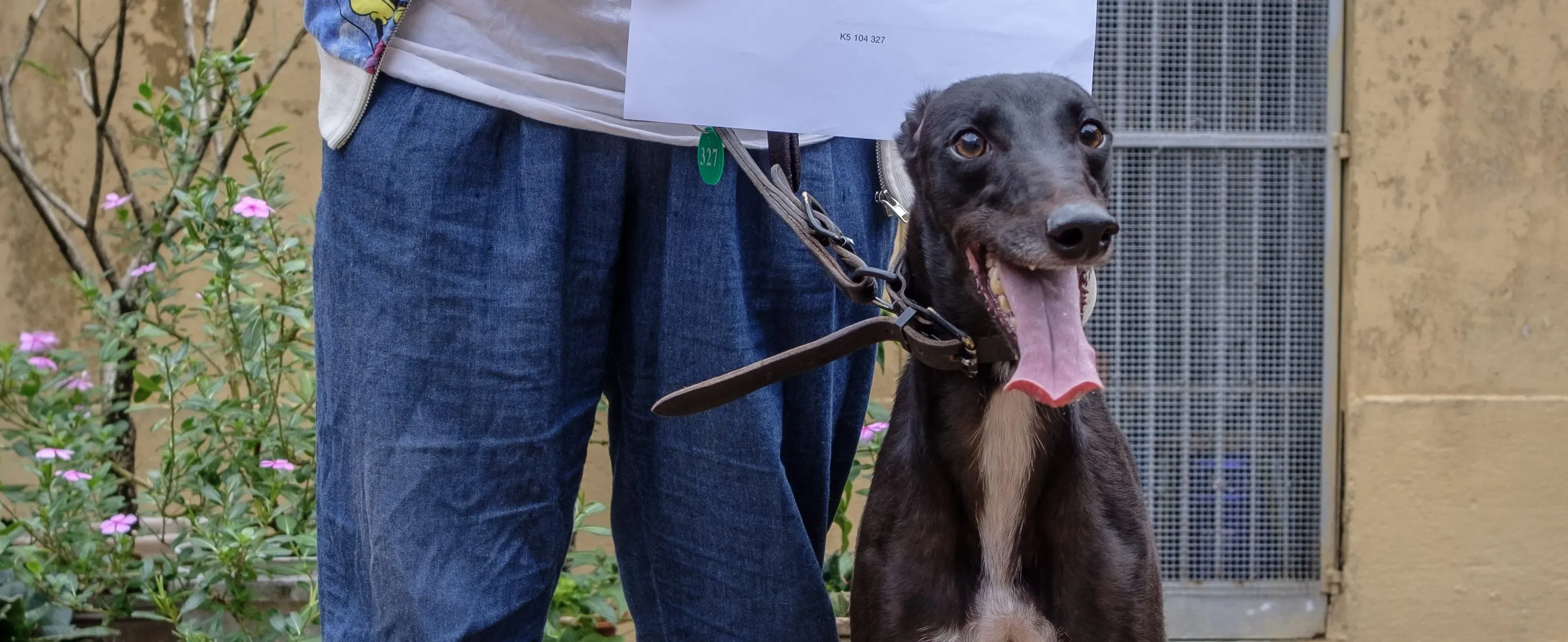 lyn adozione greyhound macao 3 e1543439328348