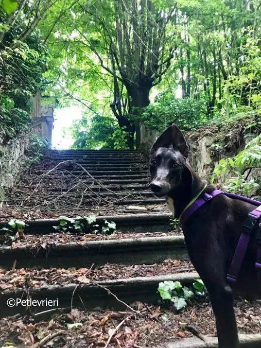 lyn adozione greyhound macao 8