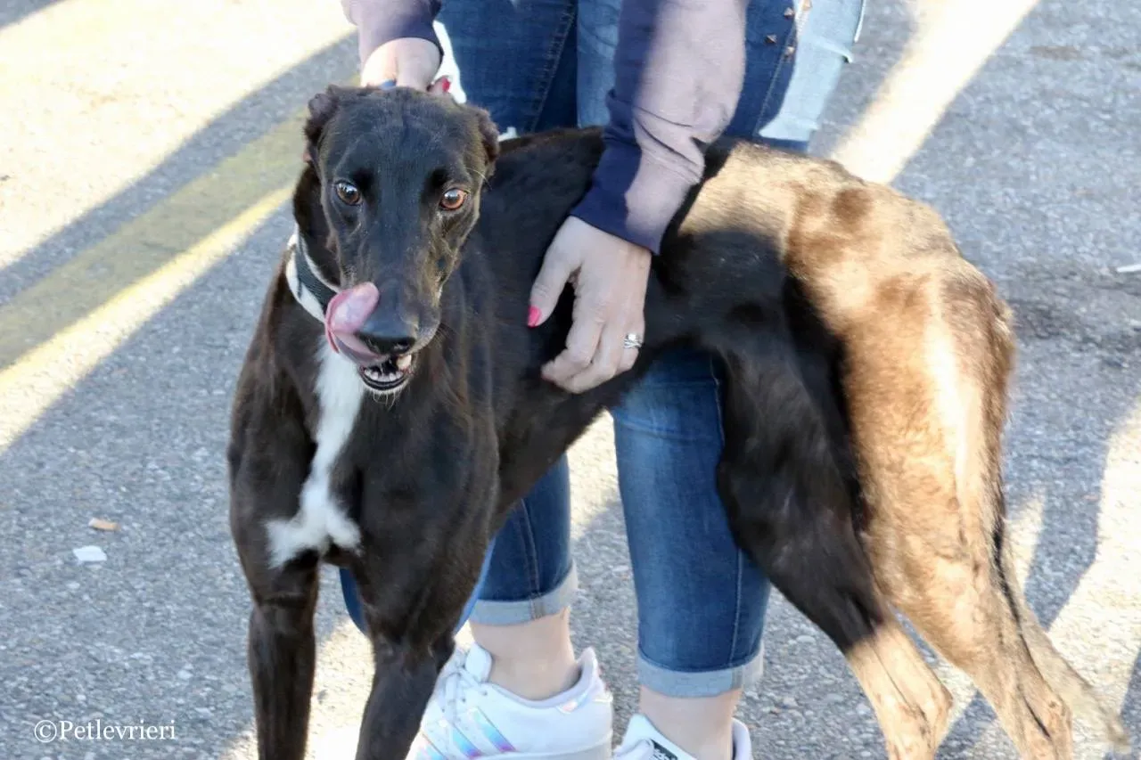 lyn adozione greyhound macao 4 1