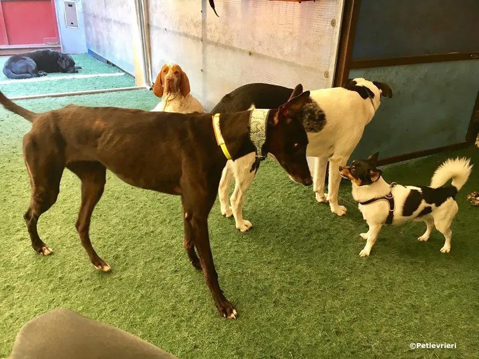 lyn adozione greyhound macao 4 2