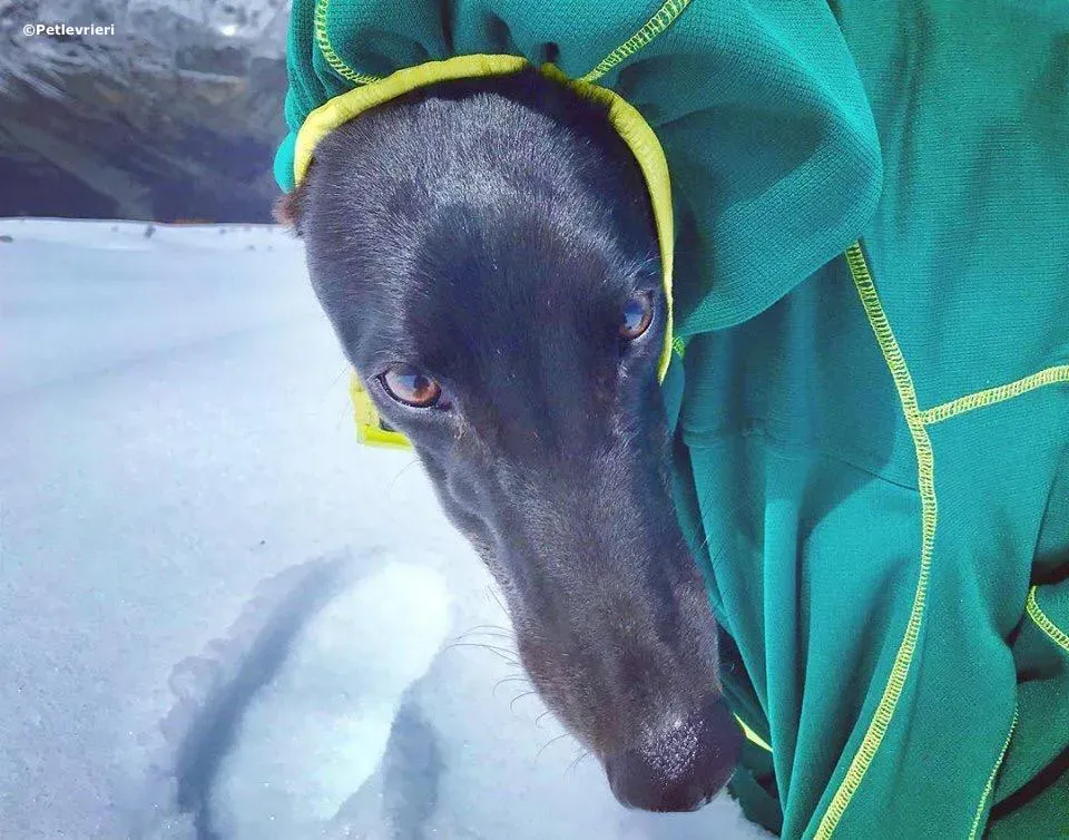 lyn adozione greyhound macao 4 3