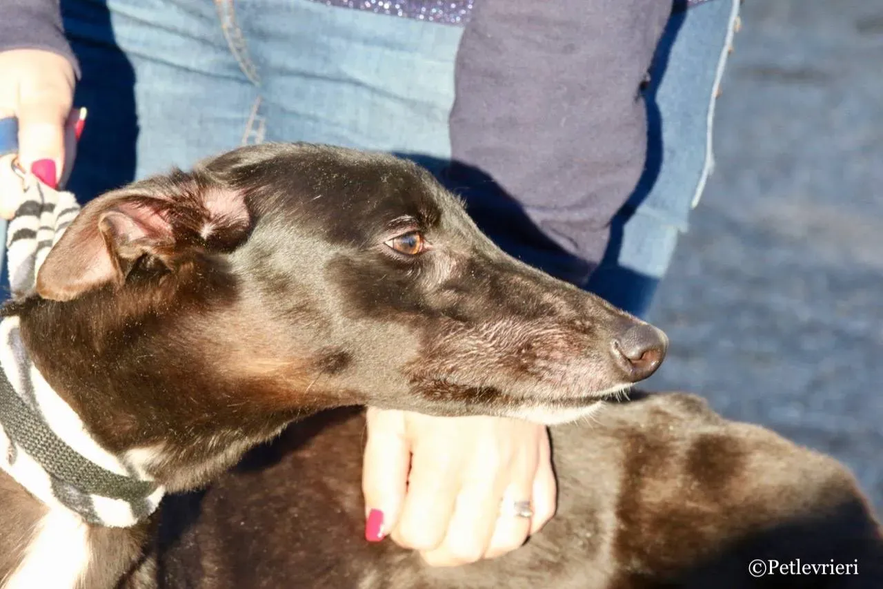 lyn adozione greyhound macao 5 1