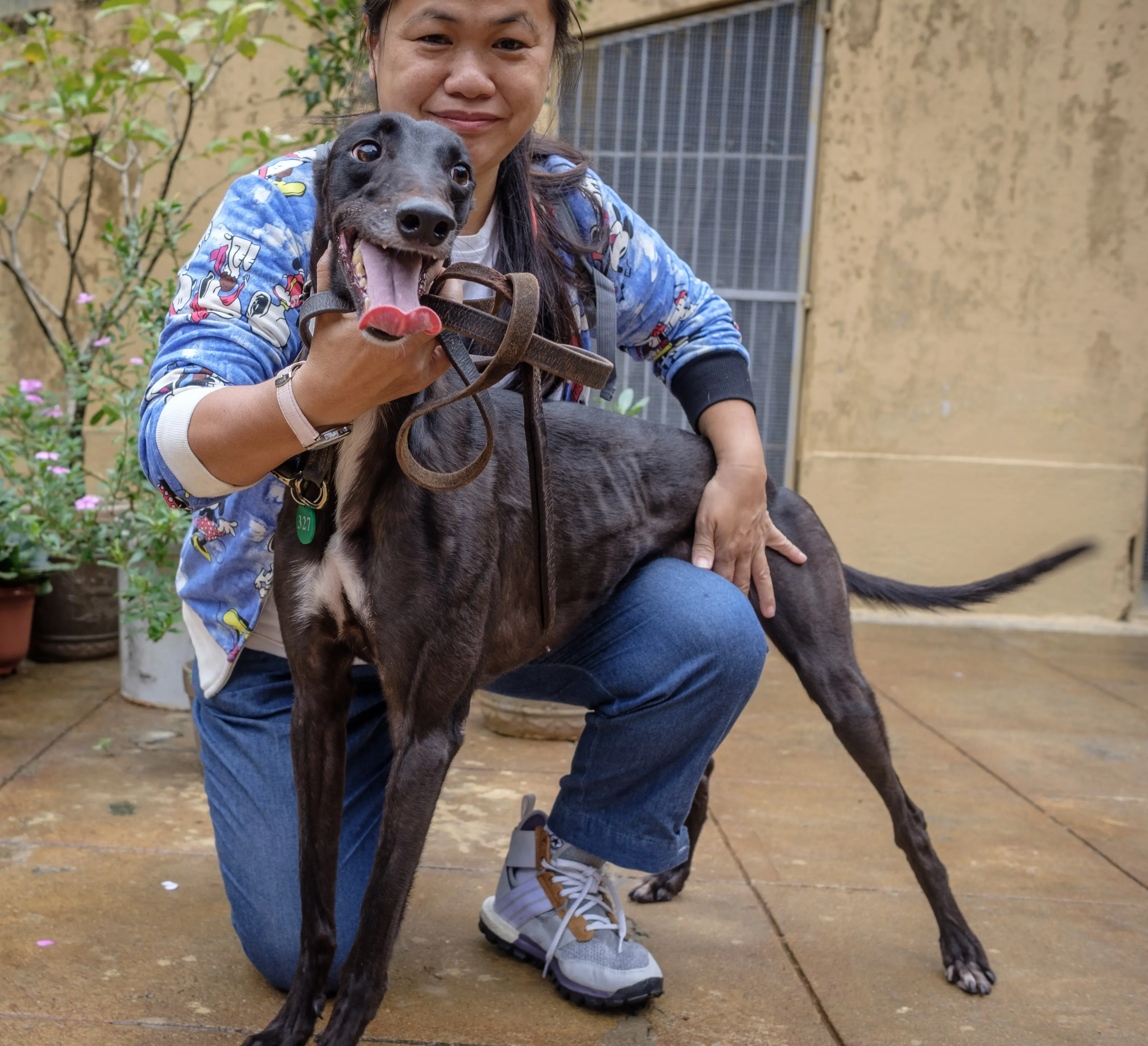 lyn adozione greyhound macao 5