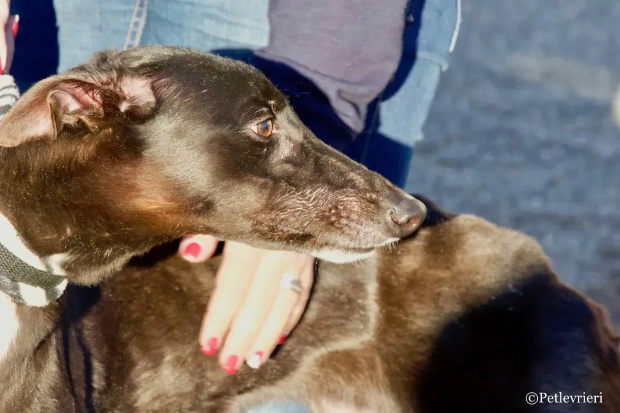 lyn adozione greyhound macao 6 1