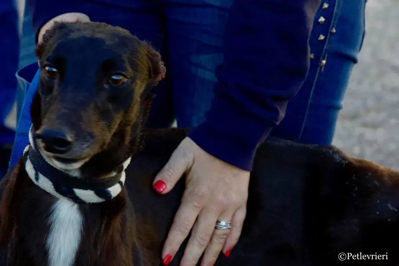 lyn adozione greyhound macao 7 1