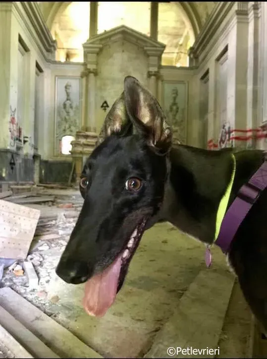 lyn adozione greyhound macao 7