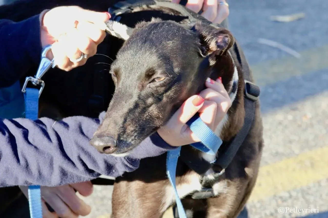 lyn adozione greyhound macao 8 1