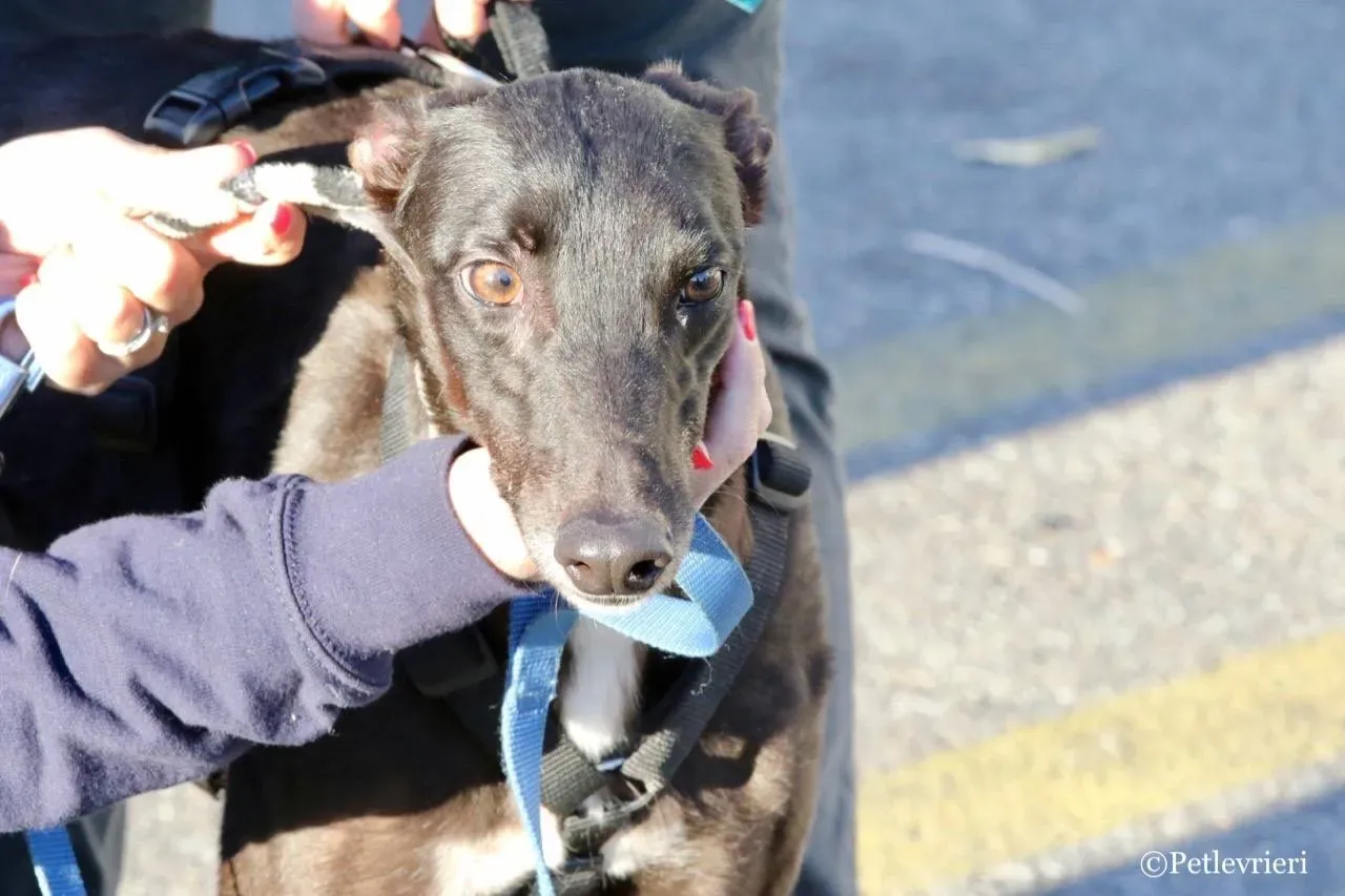 lyn adozione greyhound macao 9 1