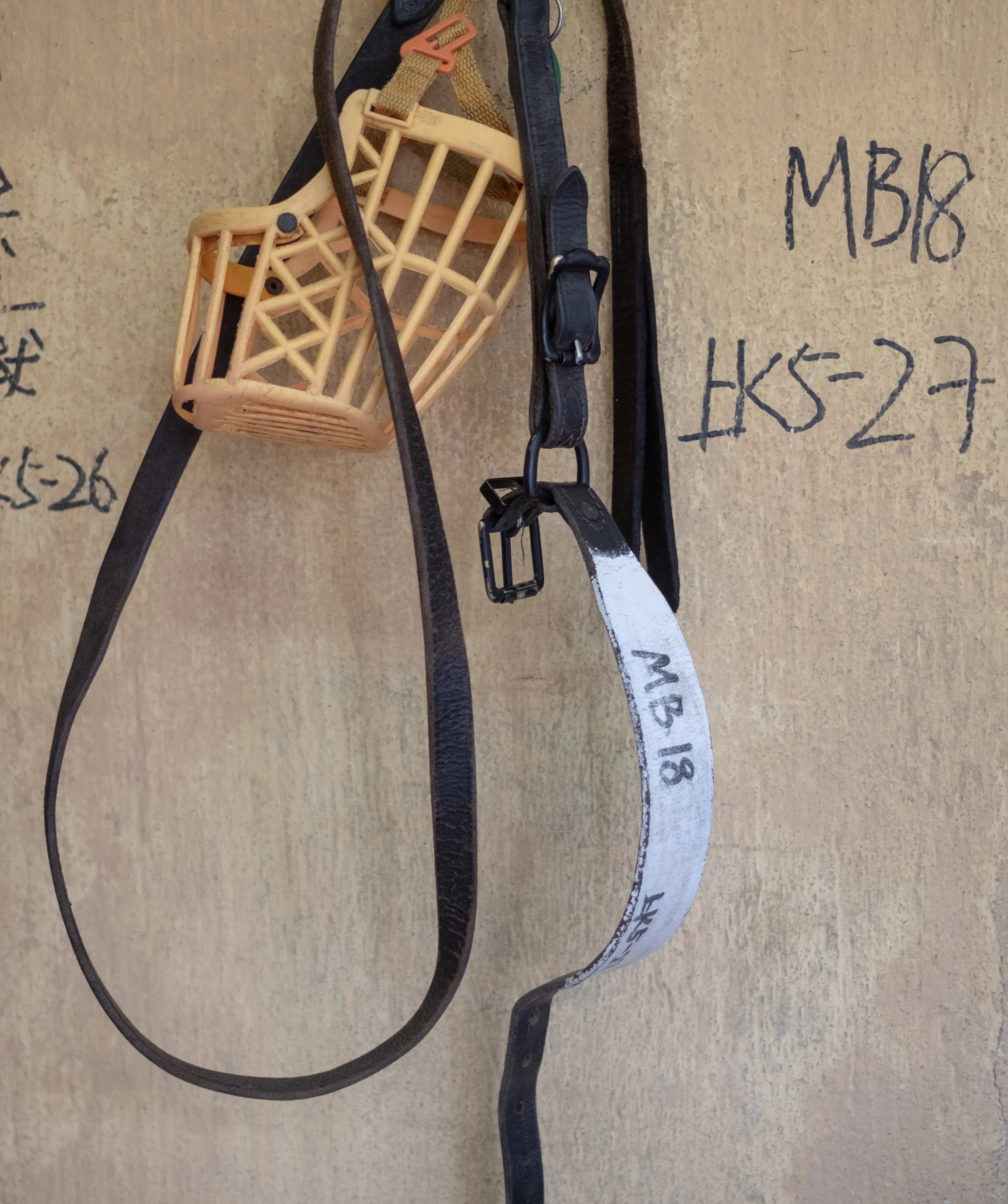 lyn adozione greyhound macao 9