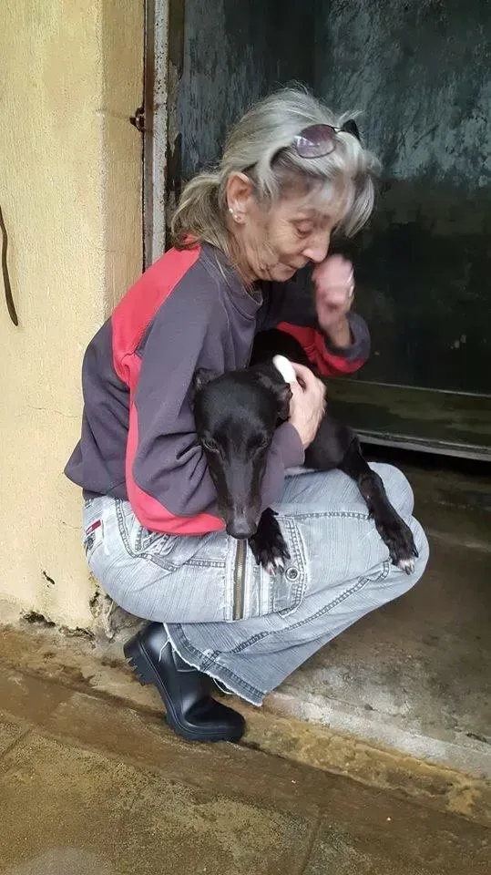 lyn adozione greyhound macao.12