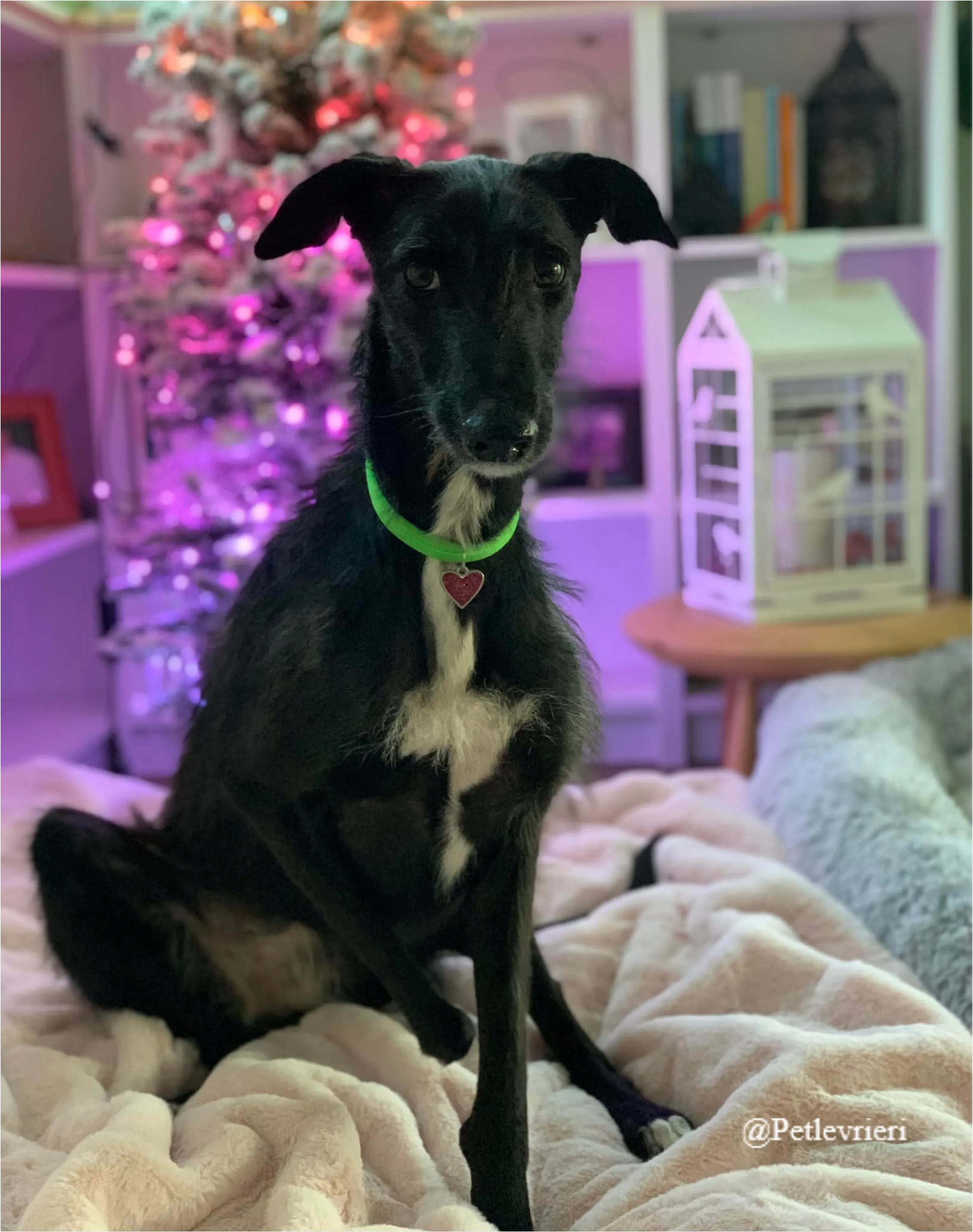 mabel pet levrieri natale 2021