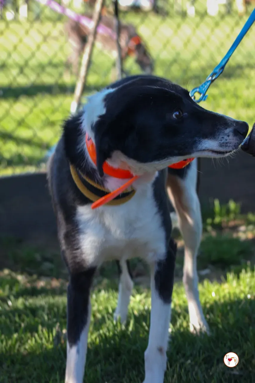 mable arrivogrey20aprile2024 048 large