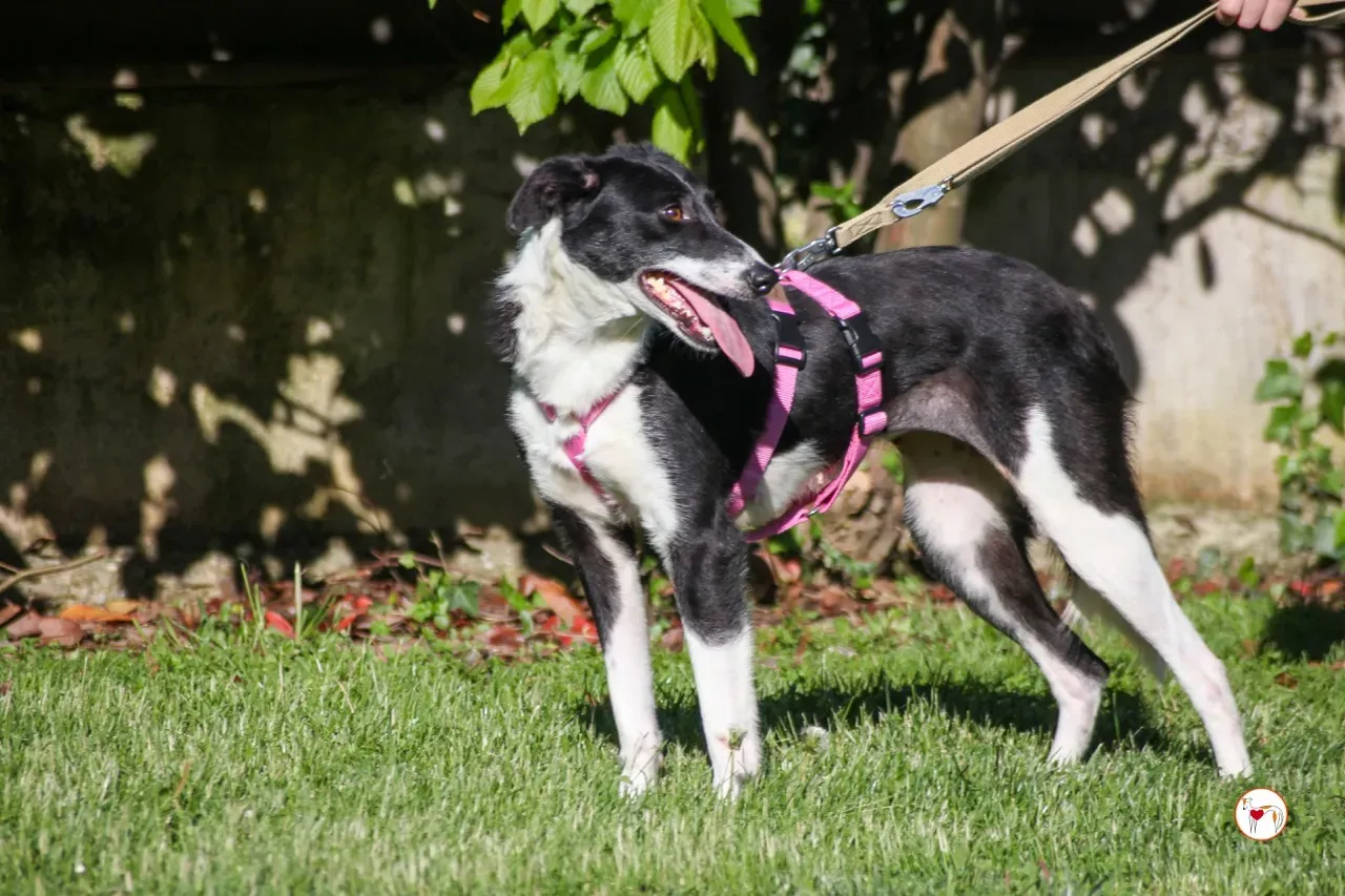 mable arrivogrey20aprile2024 117 large